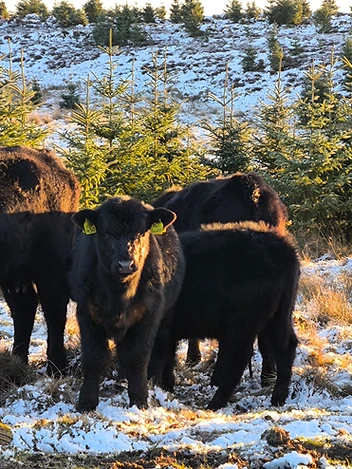 Three black cattle standing in snow