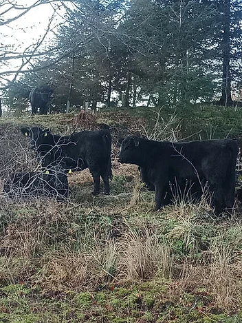 Cattle on a rugged hillside in early spring