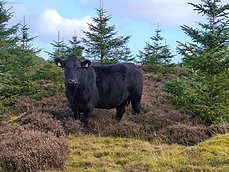 A single black cow standing among heather and young pines