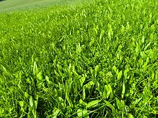 Lush green pasture and wild growth under bright sun
