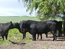 A Black Galloway bull with nose ring on the hill