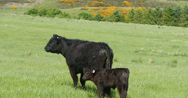 A black Galloway cow and calf grazing on the Rossie Ochil pasture