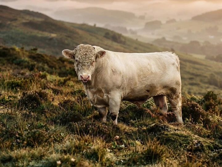 Whitebred Shorthorn — The crossing breed