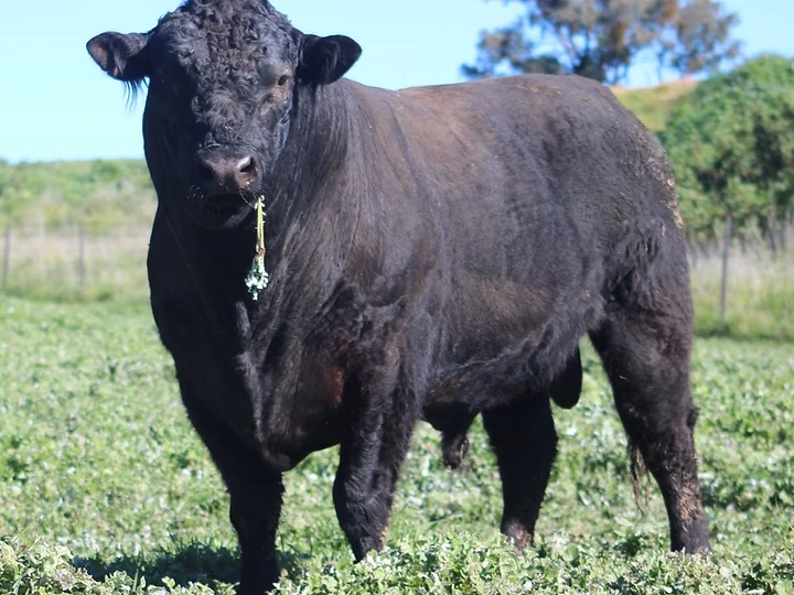 Aberdeen Angus + Black Galloway = Scottish Black — The herd & the hill