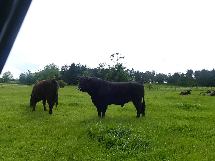 Black Galloway — The native hill breed