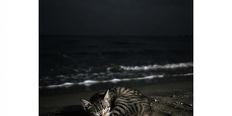 Portada de Poema al mar y al gato somnoliento