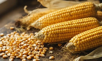 Maize