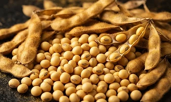 Soya