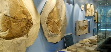 Museo dei fossili di Bolca