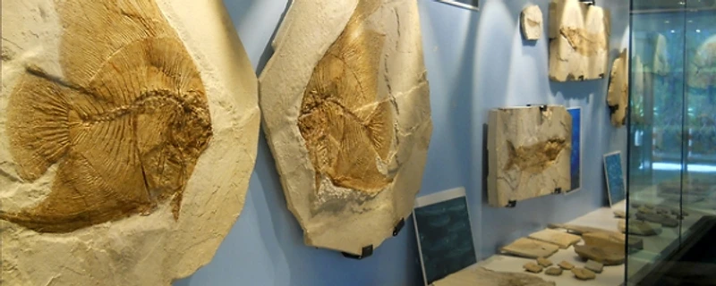 Museo dei fossili di Bolca