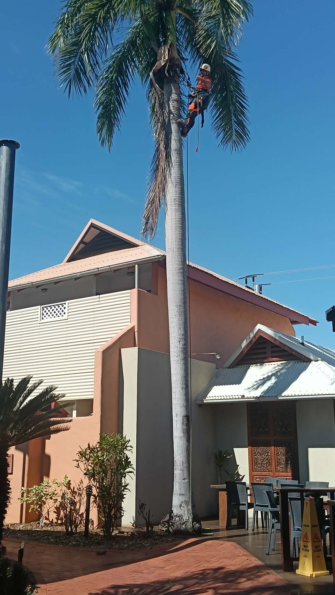 Arborist working a tall Kimberley palm
