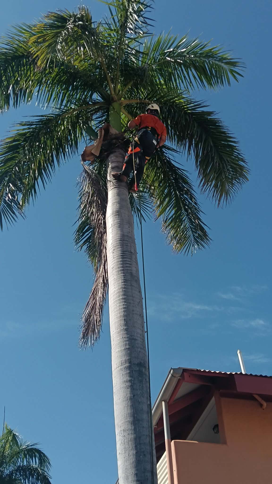 Arborist high in a Kimberley palm