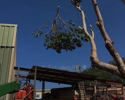 Emergency branch lowering with rigging rope