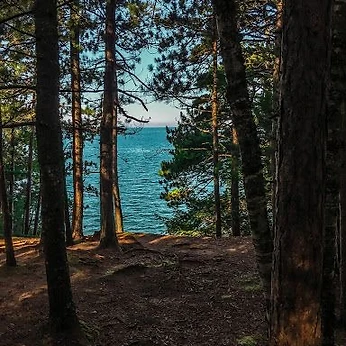 Pine trees overlooking Lake Superior