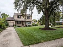 Tree after professional pruning