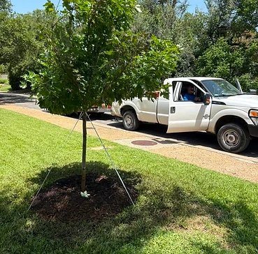 Newly planted tree with stabilization stakes — Round Lake, IL