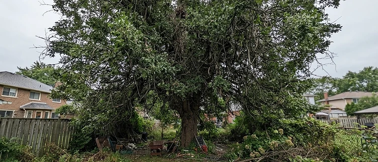 Tree trimming transformation — before