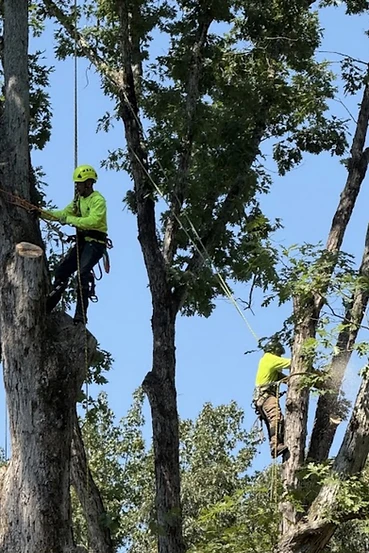 Professional arborists trimming a mature tree canopy