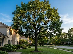 Tree after professional pruning