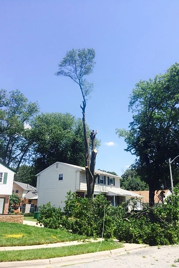 Tree trimming and canopy reduction in progress