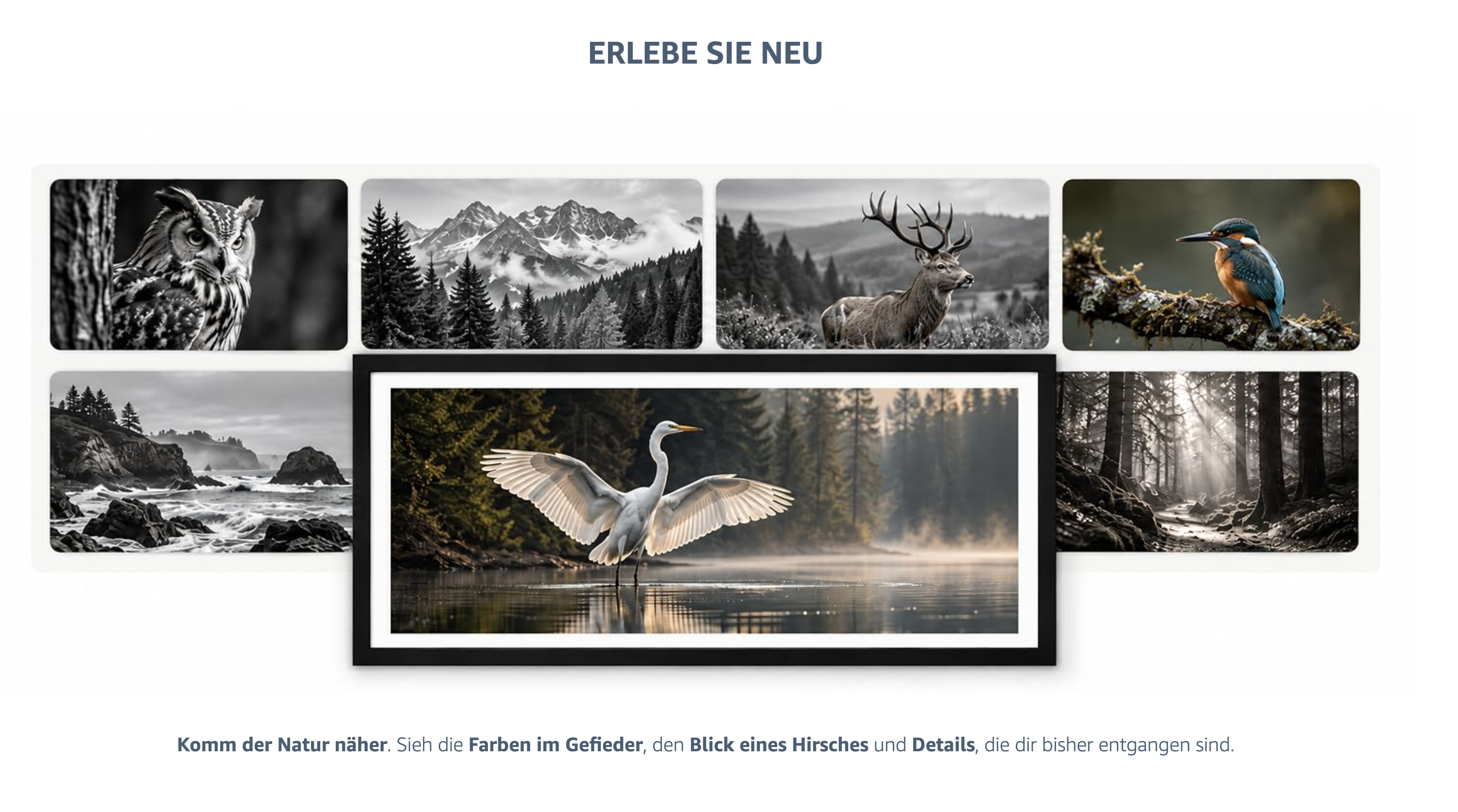 Nature collage with an owl, mountains, a deer, a kingfisher, coastline, forest and a heron