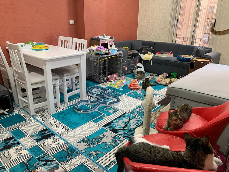 Heikes Wohnzimmer als Katzenpflegestelle in Hurghada