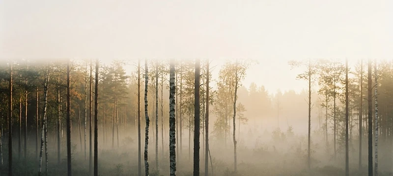 A calm misty landscape at dawn
