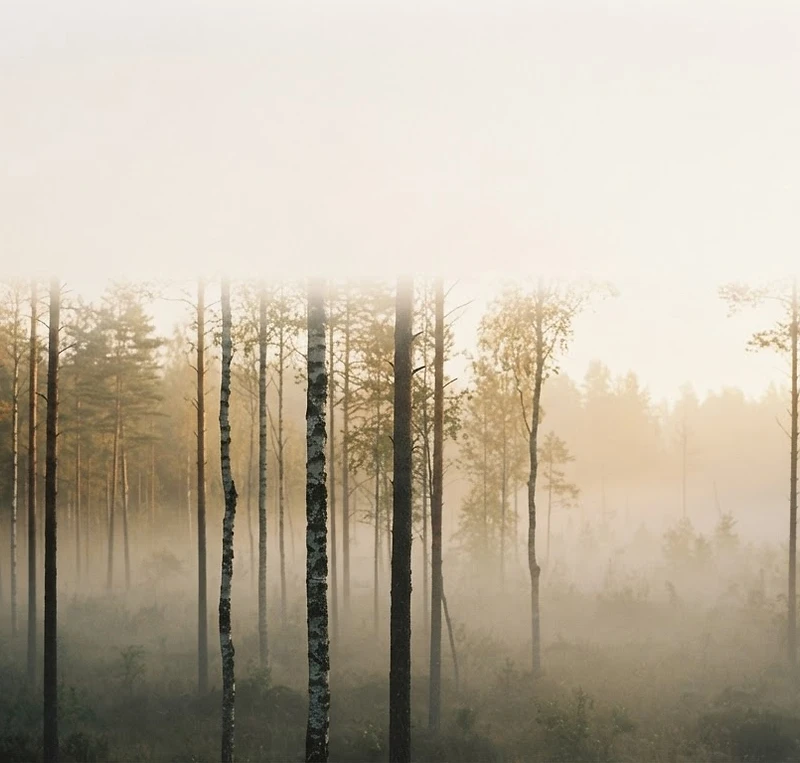 A calm misty landscape at dawn