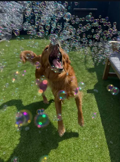 Bubble time 🐾