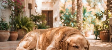 Keeping Your Dog Cool During a UAE Summer