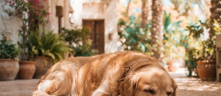 Keeping Your Dog Cool During a UAE Summer