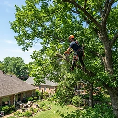 Tree Trimming