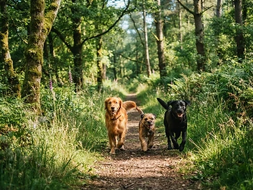 Group Walks