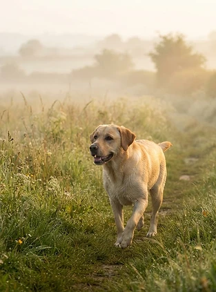 Individual Dog Walks