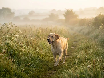 Individual Walks
