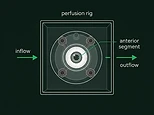 Donor-eye perfusion rig diagram: anterior segment held in a clear acrylic chamber under controlled flow