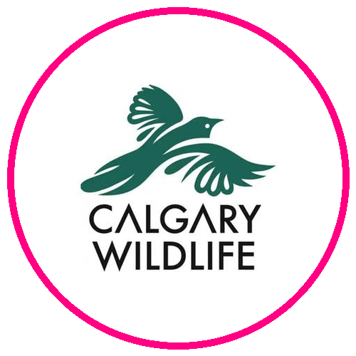 Calgary Wildlife Rehabilitation
