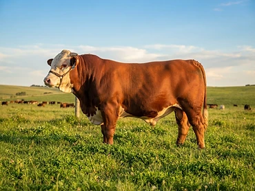 Toro El Bayo 2