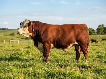 Toro El Gaucho 15