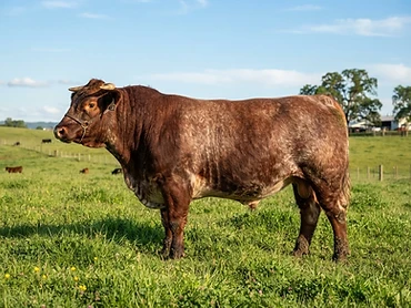 Toro Shorthorn Roan 3