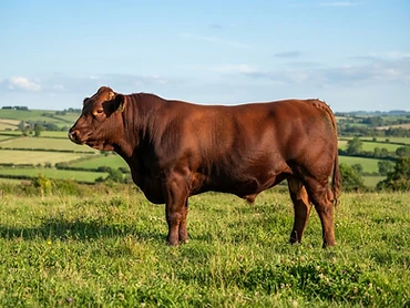 Toro Limangus 44