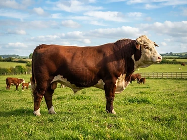 Toro La Esperanza 44