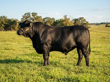 Toro Brangus Negro 8