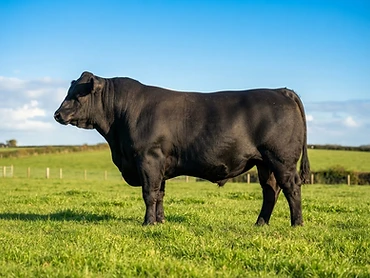 Toro Don Resero 7