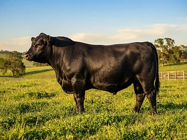 Toro El Zaino 18