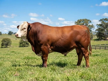 Toro El Bayo 3