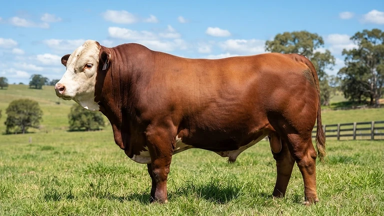 Toro El Bayo 3