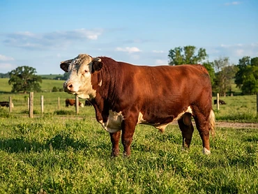 Toro Don Pancho 5
