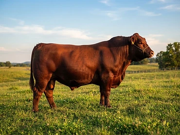 Toro El Patrón 21