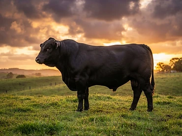 Toro Brangus 21